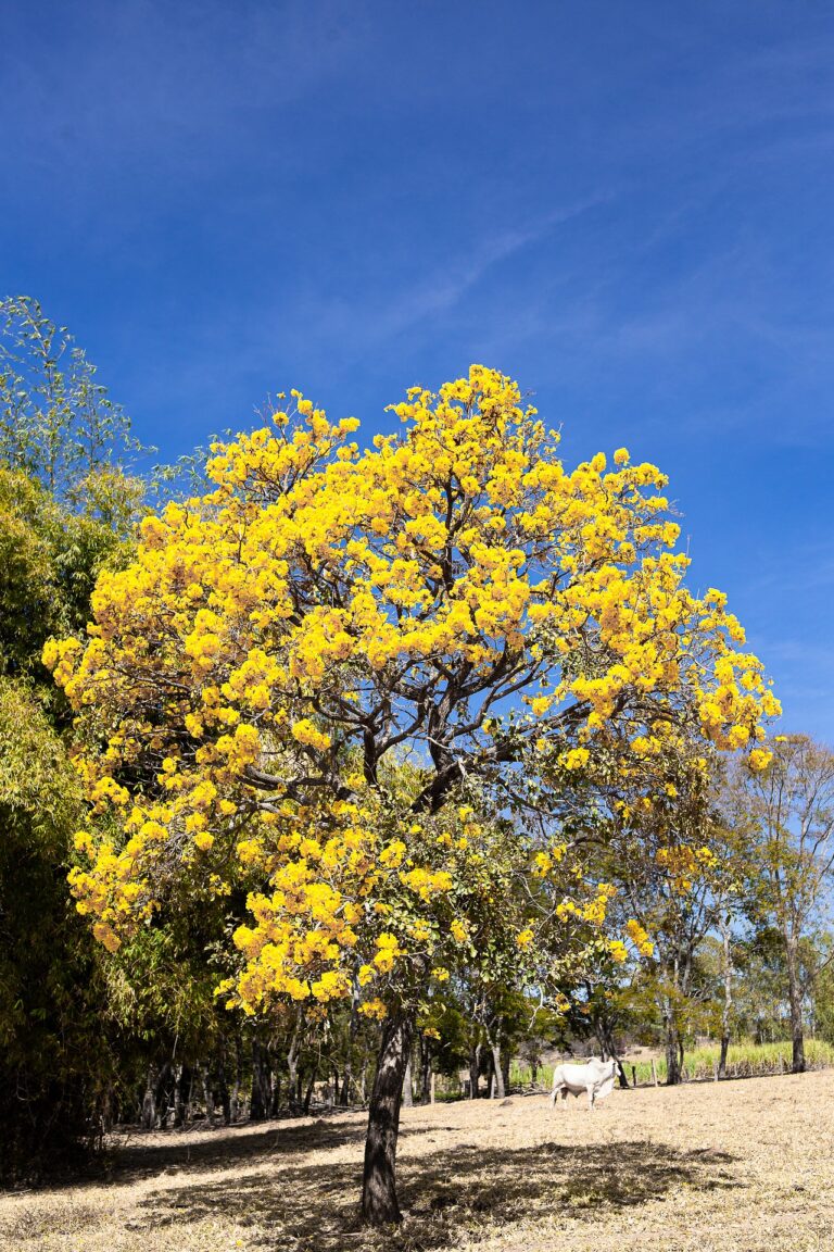 करनी है तुमसे बातें कई गीत